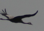 VWG vogelreis Oost Duitsland mei 2010 493